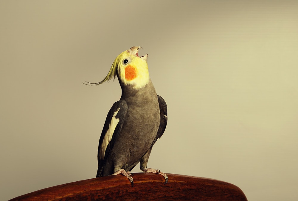 Front -Kjæledyrutstyr Salgsbutikk Cockatiel sits lifting his head Jolanta Beinarovica Shutterstock