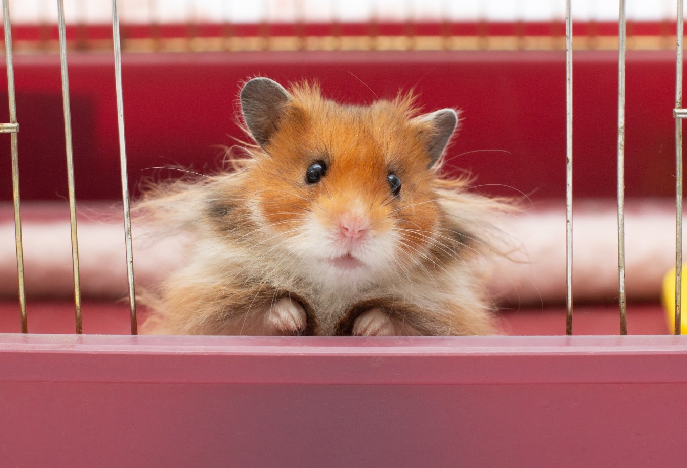 Front -Kjæledyrutstyr Salgsbutikk Dingtalk 20240326170403