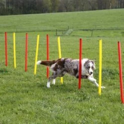 Kerbl Agilityset 3-deler Rød & Gul 15 Kerbl Agilityset 3-deler Rød & Gul -Kjæledyrutstyr Salgsbutikk agility estesetti az 00