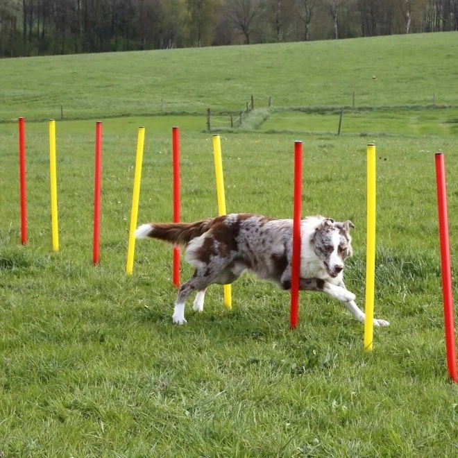 Kerbl Agilityset 3-deler Rød & Gul 7 Kerbl Agilityset 3-deler Rød & Gul - Bilde 5