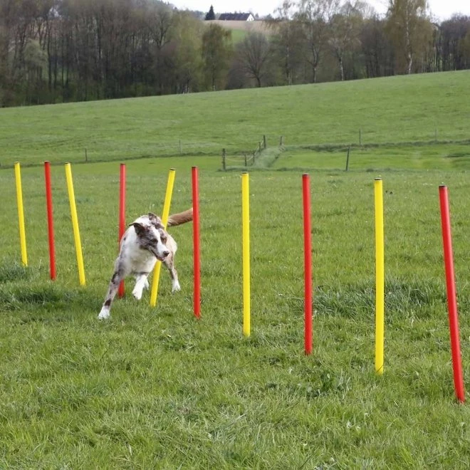 Kerbl Agilityset 3-deler Rød & Gul 6 Kerbl Agilityset 3-deler Rød & Gul - Bilde 4