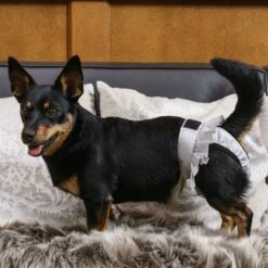 FinNero Ballerina Tispetruse Grå -Kjæledyrutstyr Salgsbutikk ballerina juoksuhousut harmaa az dd