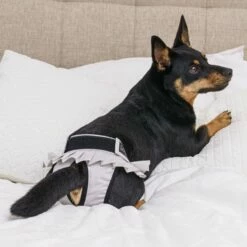 FinNero Ballerina Tispetruse Grå -Kjæledyrutstyr Salgsbutikk ballerina juoksuhousut harmaa az f7