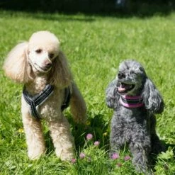 Basic Cosy Halsband Halvstryp Rosa -Kjæledyrutstyr Salgsbutikk basic cosy halsband halvstryp rosa 5f