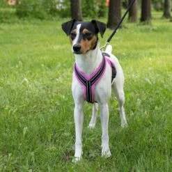 Basic Cosy Y-Sele Rosa -Kjæledyrutstyr Salgsbutikk basic cosy y sele rosa 2a