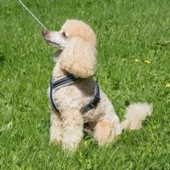 Basic Cosy Y-Sele Røyk