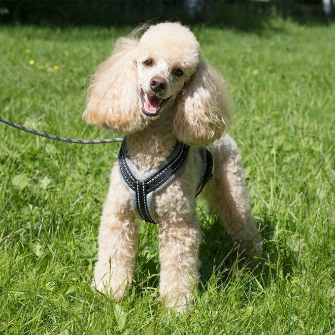 Basic Cosy Y-Sele Røyk 4 Basic Cosy Y-Sele Røyk - Bilde 2