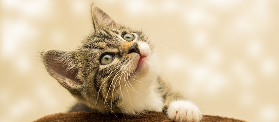 Front -Kjæledyrutstyr Salgsbutikk cat 4611189