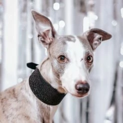 Collar Of Sweden Brett Hundehalsbånd Glitter -Kjæledyrutstyr Salgsbutikk collar of sweden martingaalipanta levea musta glitter az af