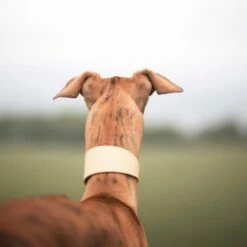 Collar Of Sweden Brett Hundehalsbånd Beige -Kjæledyrutstyr Salgsbutikk collar of sweden solkipanta levea beige az 81