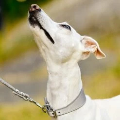 Collar Of Sweden Hundehalsbånd Brett Med Reflleks -Kjæledyrutstyr Salgsbutikk collar of sweden solkipanta levea heijastava az 1b