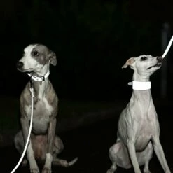 Collar Of Sweden Hundehalsbånd Brett Med Reflleks -Kjæledyrutstyr Salgsbutikk collar of sweden solkipanta levea heijastava az 5a