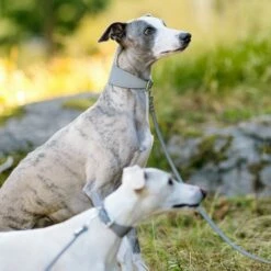 Collar Of Sweden Hundehalsbånd Brett Med Reflleks -Kjæledyrutstyr Salgsbutikk collar of sweden solkipanta levea heijastava az a7