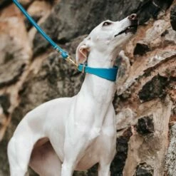 Collar Of Sweden Brett Hundehalsbånd Neonblå -Kjæledyrutstyr Salgsbutikk collar of sweden solkipanta levea neon sininen az 4e