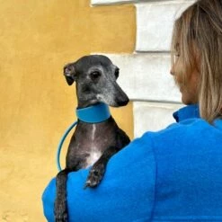 Collar Of Sweden Brett Hundehalsbånd Neonblå -Kjæledyrutstyr Salgsbutikk collar of sweden solkipanta levea neon sininen az 73