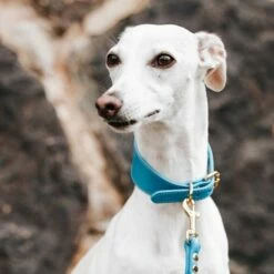 Collar Of Sweden Brett Hundehalsbånd Neonblå -Kjæledyrutstyr Salgsbutikk collar of sweden solkipanta levea neon sininen az 85