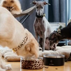 Collar Of Sweden Hundeskål 900 Ml -Kjæledyrutstyr Salgsbutikk collar of sweden teraskuppi liukuesteella mattamusta az df