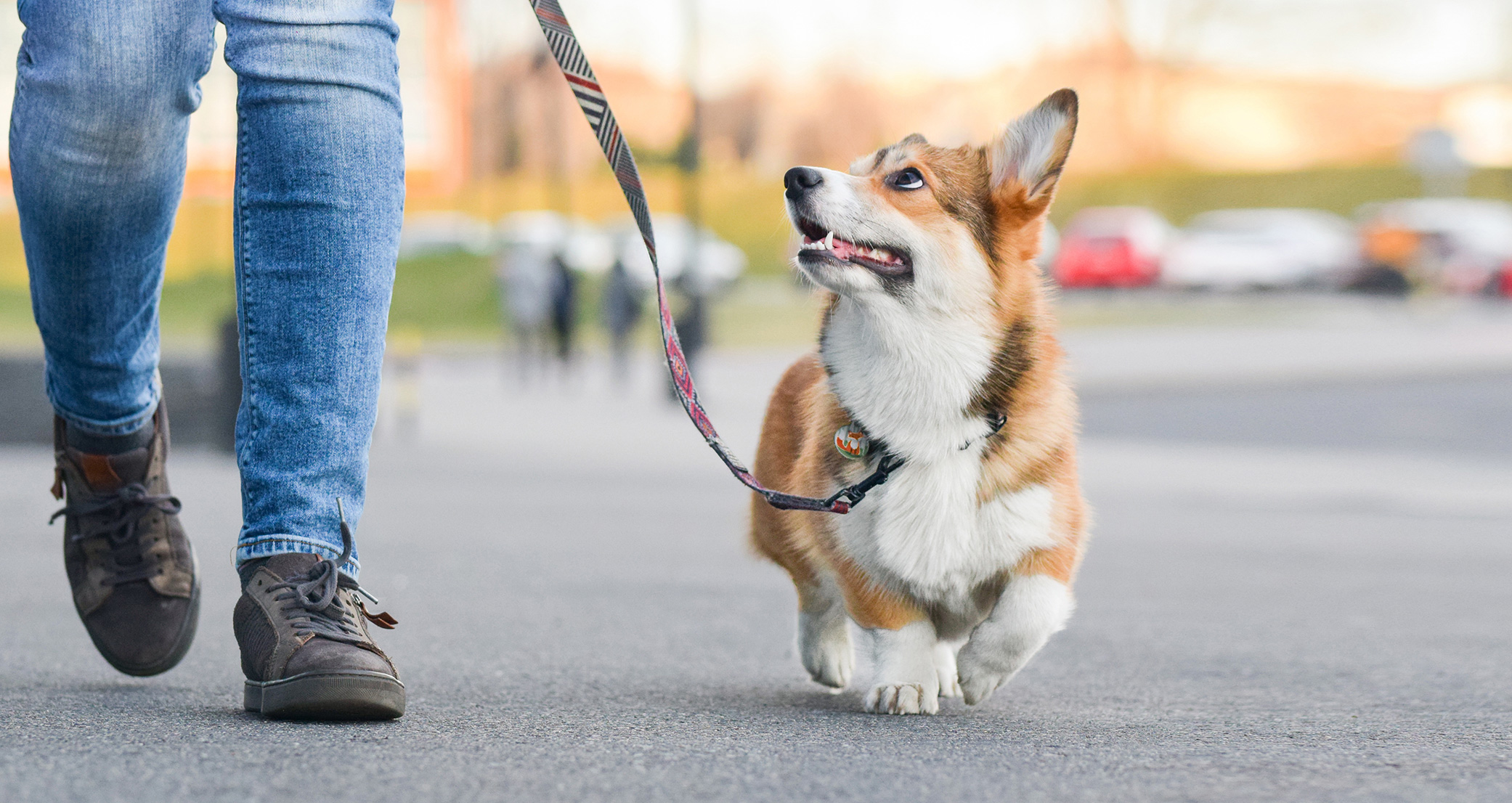 Front -Kjæledyrutstyr Salgsbutikk cp ki services hunde 2022 001 2082x1106 1