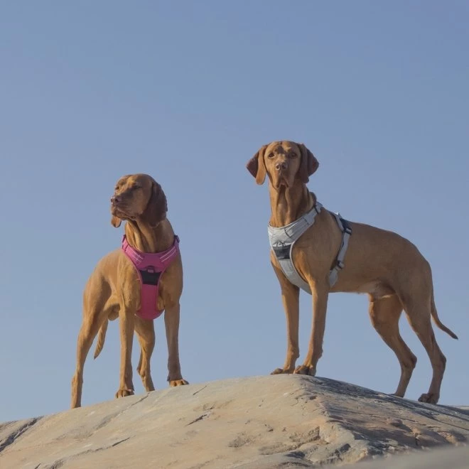 Feel Active Training Hundesele Vinrød 4 Feel Active Training Hundesele Vinrød - Bilde 2