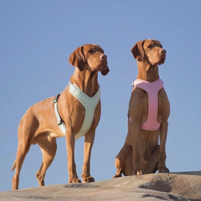 Feel Active Outdoor Hundesele Rosa 4 Feel Active Outdoor Hundesele Rosa - Bilde 2