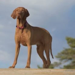 Feel Active Vadderat Halsband Röd -Kjæledyrutstyr Salgsbutikk feel active padded halsband rod 61