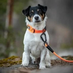 Feel Active Reflective Halsbånd Oransje -Kjæledyrutstyr Salgsbutikk feel active reflective halsband orange 15