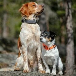 Feel Active Reflective Halsbånd Oransje -Kjæledyrutstyr Salgsbutikk feel active reflective halsband orange d9