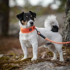 Feel Active Reflective Halsbånd Oransje -Kjæledyrutstyr Salgsbutikk feel active reflective halsband orange f7