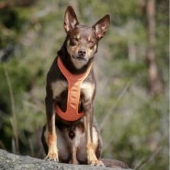 Feel Active Reflective Hundesele Oransje -Kjæledyrutstyr Salgsbutikk feel active reflective sele orange ae