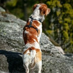 Feel Active Reflective Sele -Kjæledyrutstyr Salgsbutikk feel active reflective sele svart 1c