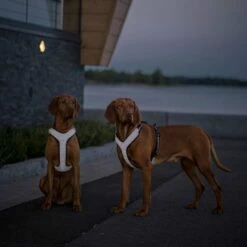 Feel Active Reflective Sele -Kjæledyrutstyr Salgsbutikk feel active reflective sele svart 91