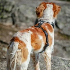 Feel Active Reflective Sele -Kjæledyrutstyr Salgsbutikk feel active reflective sele svart 9f