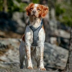 Feel Active Reflective Sele -Kjæledyrutstyr Salgsbutikk feel active reflective sele svart ae