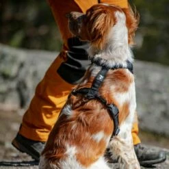 Feel Active Reflective Sele -Kjæledyrutstyr Salgsbutikk feel active reflective sele svart d2