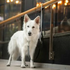 Tyylivoitto Shine EAZY Reflekskobbel Svart 19 Mm -Kjæledyrutstyr Salgsbutikk heijastintalutin tyylivoitto shine eazy musta az 6b