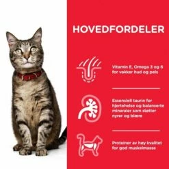 Hill's Science Plan Cat Adult Chicken -Kjæledyrutstyr Salgsbutikk hills science plan cat adult chicken f9