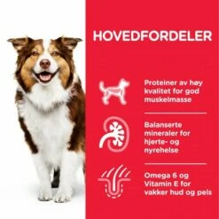 Hill's Science Plan Dog Mature Adult 7+ Medium Chicken 11 Hill's Science Plan Dog Mature Adult 7+ Medium Chicken -Kjæledyrutstyr Salgsbutikk hills science plan dog mature 7 medium chicken cf