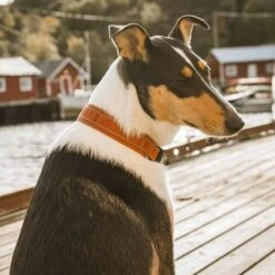 Hurtta Casual Hundehalsbånd Brun -Kjæledyrutstyr Salgsbutikk hurtta casual pehmustettu panta kaneli az 91