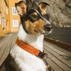 Hurtta Casual Hundehalsbånd Brun -Kjæledyrutstyr Salgsbutikk hurtta casual pehmustettu panta kaneli az e4