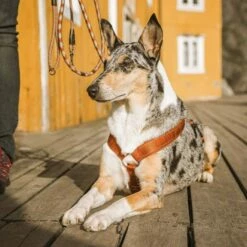 Hurtta Casual Y-sele Brun -Kjæledyrutstyr Salgsbutikk hurtta casual pehmustetut y valjaat kaneli az 37