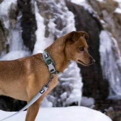 Hurtta Weekend Warrior ECO Hundehalsbånd Grønn -Kjæledyrutstyr Salgsbutikk hurtta weekend warrior eco panta pensas 5e