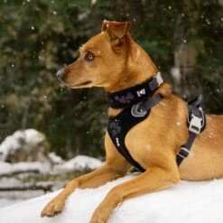 Hurtta Weekend Warrior Hundehalsbånd Sort 7 Hurtta Weekend Warrior Hundehalsbånd Sort -Kjæledyrutstyr Salgsbutikk hurtta weekend warrior panta korppi 8a