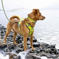 Hurtta Weekend Warrior Hundesele Gul -Kjæledyrutstyr Salgsbutikk hurtta weekend warrior valjas neon sitr 77