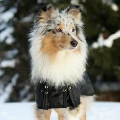 Back On Track Hundedekken Standard -Kjæledyrutstyr Salgsbutikk koiranloimi back on track 9d