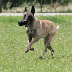 KONG Extreme -Kjæledyrutstyr Salgsbutikk kong extreme svart e6