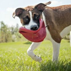 KONG Flyer Frisbee -Kjæledyrutstyr Salgsbutikk kong flyer frisbee a9