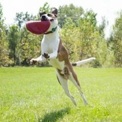 KONG Flyer Frisbee -Kjæledyrutstyr Salgsbutikk kong flyer frisbee ab