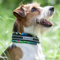 Kusse&Kutta Hundhalsband Bred Modell Tropic -Kjæledyrutstyr Salgsbutikk kussekutta extralevea lycra panta tropiikki az 31