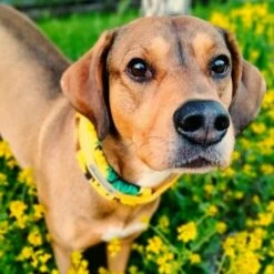 Kusse&Kutta Hundhalsband Bred Modell Solsikke 6 Kusse&Kutta Hundhalsband Bred Modell Solsikke -Kjæledyrutstyr Salgsbutikk kussekutta extralevea panta auringonkukka az 66