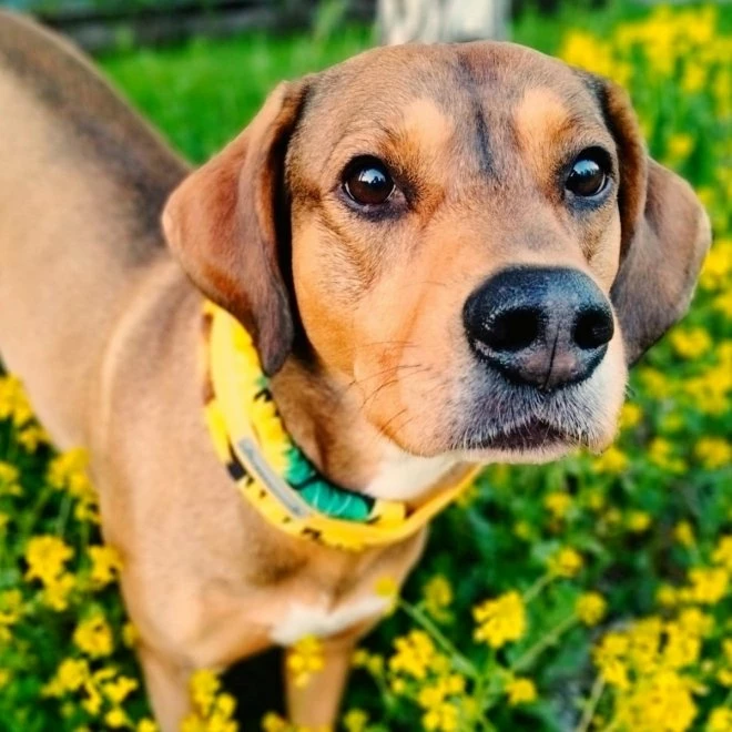 Kusse&Kutta Hundhalsband Bred Modell Solsikke 4 Kusse&Kutta Hundhalsband Bred Modell Solsikke - Bilde 2